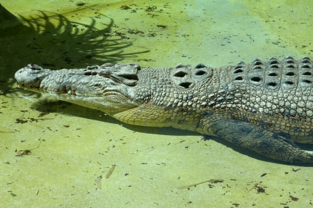 Saltwater Crocodile at Restの写真素材