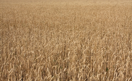 Field of Golden Wheatの写真素材
