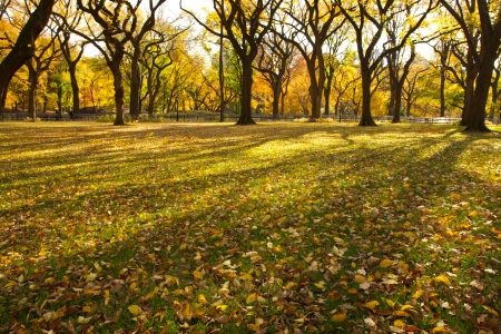Autumn Day in Central Park New York with shadows from the treesの写真素材