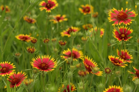 Patch of Wildflowers in a fieldの写真素材