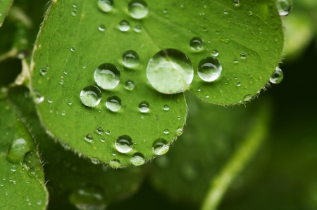 Macro of a Clover with water dropletsの写真素材