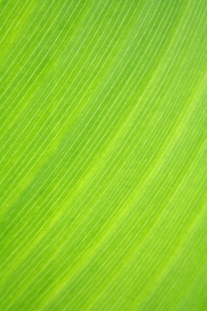 Macro of a Tropical leaf for nature backgroundの写真素材