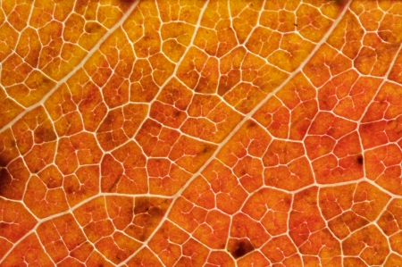 Close up of an Autumn Leaf for Nature backgroundの写真素材