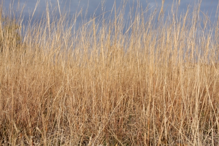 Dried Grass of a Field in Autumnの写真素材