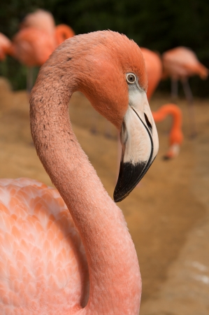 Pink Flamingo with others beyondの写真素材