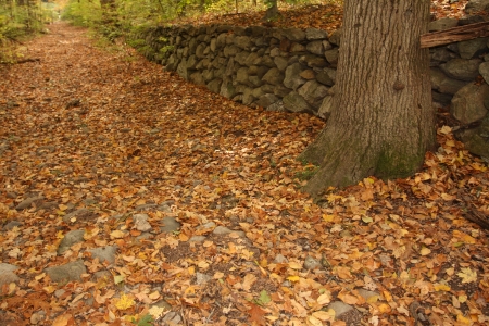 Path through the woods in Fallの写真素材