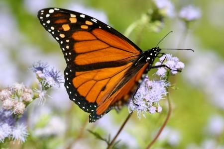Macro close up of an Butterfly on flowersの写真素材