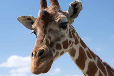 Close up of a Curious Giraffeの写真素材
