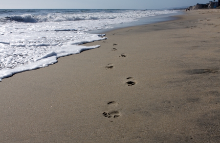 Lone footsteps in the sand on the beach with surfの写真素材