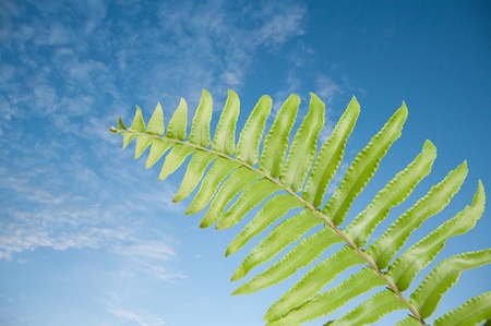 Fern leavesの写真素材