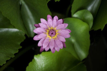  Lotus の写真素材