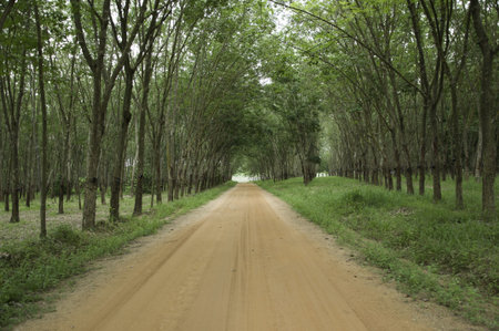 Tree Rubber gardenの写真素材