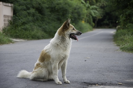 Street dogの写真素材