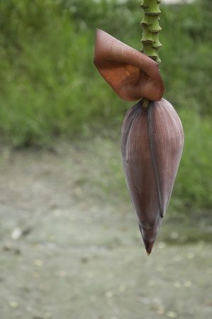 Banana blossomの写真素材