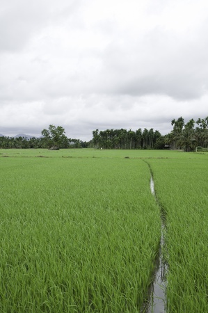 Rice farmの写真素材