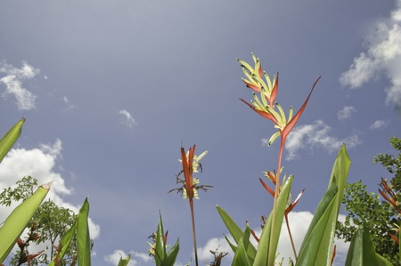 bird of paradiseの写真素材