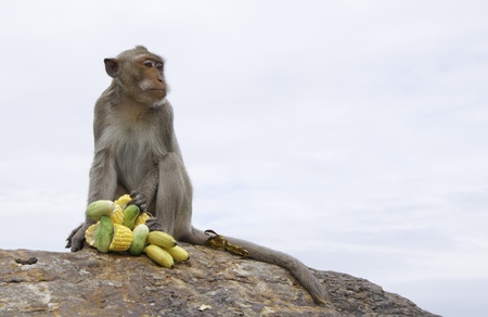 Thai monkeyの写真素材