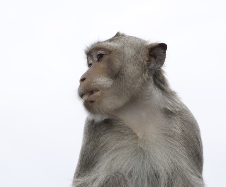 Thai monkeyの写真素材