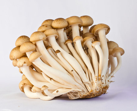mushroom
