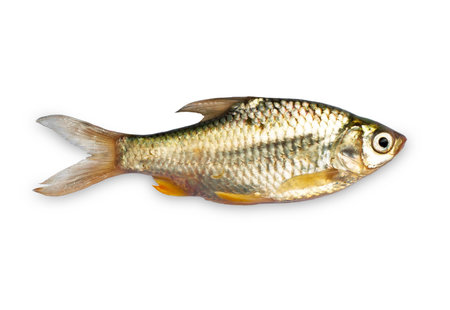 Closeup little fish 