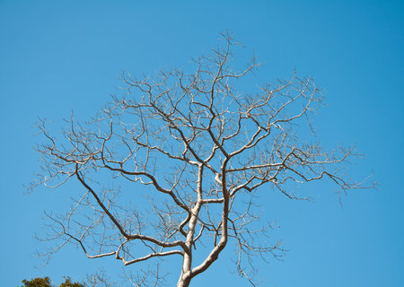 Dead tree branch 