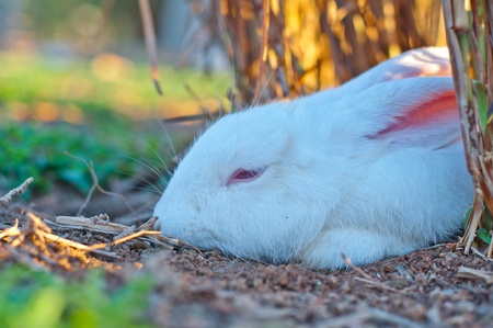 Rabbit in the farmの写真素材