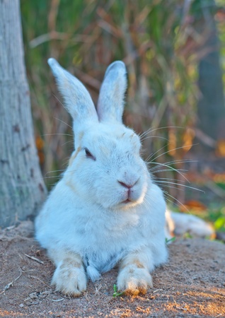 Rabbit in the farmの写真素材