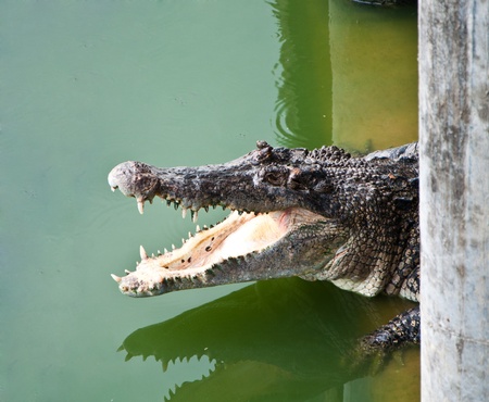 Large freshwater crocodile in the farm of Thailand.の写真素材
