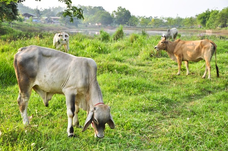 White cow on the field plants in country of Thailandの写真素材