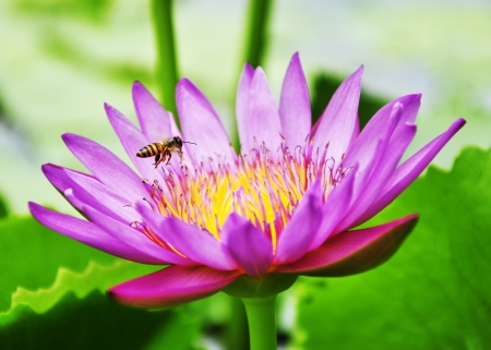 Pink lotus flower with little beeの写真素材