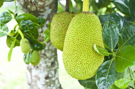 Green jackfruit on tree , Local fruit of Thailandの写真素材
