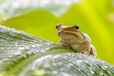 Frog on green banana leavesの写真素材