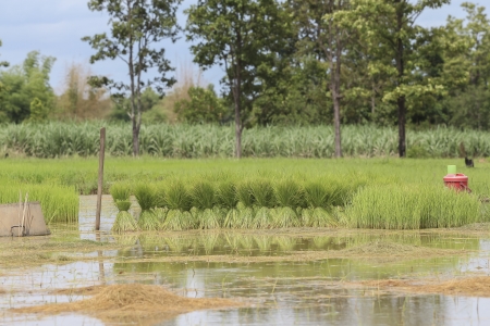 Landscape nature of rice farm in thailandの写真素材