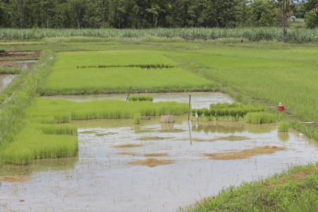 Landscape nature of rice farm in thailandの写真素材