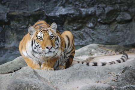 Big sumatran tiger in the zoo , KhoKeaw open zoo , Chonburi , Thailandの写真素材