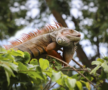 Old Iguana on tree ,  Chonburi open zoo , Thailandの写真素材