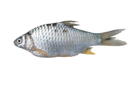 Silver barb fish isolate on with backgroundの写真素材
