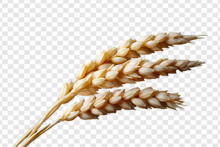 Wheat ears or heads set isolated on transparent background, golden ear,spikes of wheat with grainsの写真素材