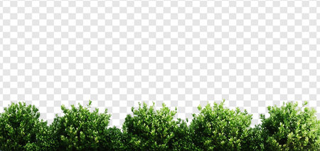 Green Bush Isolated on Transparent Background A Collection of Nature and Plants, Green Grass Border on a Transparent Background Horizon of a Green Lawn and Field Frameの写真素材