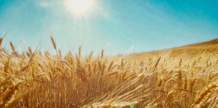 Golden Wheat Field Under a Blue Sky with Sun Rays and Cloudsの写真素材