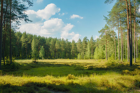 Lush Green Forest with Tall Trees in the Mountains Under a Bright Blue Sky â Scenic Nature Landscapeの写真素材