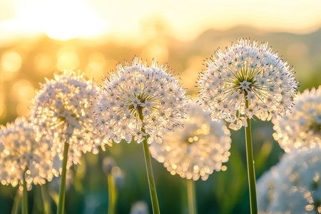 Beautiful White Allium Flower Field with Dew Drops at Sunriseの写真素材