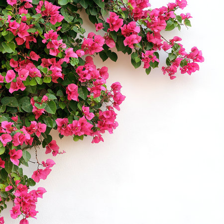Pink bougainvillea flowers on white wall background, copy spaceの写真素材