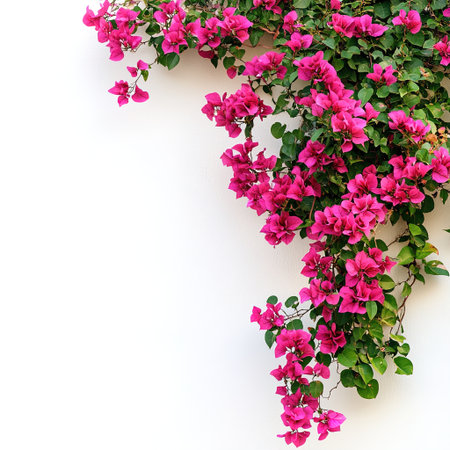 Pink bougainvillea flowers on white background with copy spaceの写真素材