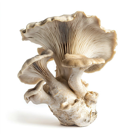 Oyster mushrooms isolated on white background. Clipping path included.の写真素材