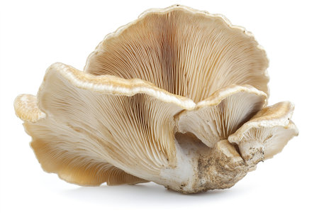 Oyster mushrooms isolated on white background. Clipping path.の写真素材