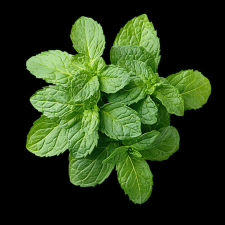 Fresh mint leaves isolated on black background. Mint leaves top view.