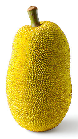 A single, whole, ripe yellow jackfruit is presented against a clean white background. The fruit has...