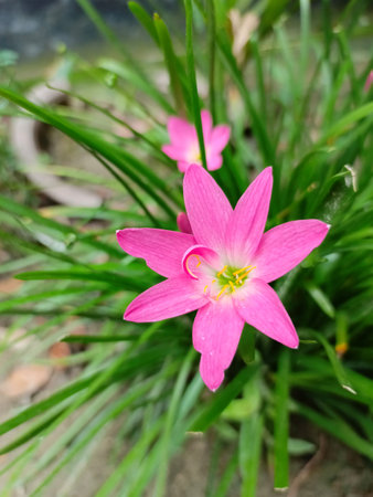 pink rain lily or Zephyranthes patula flowerの写真素材
