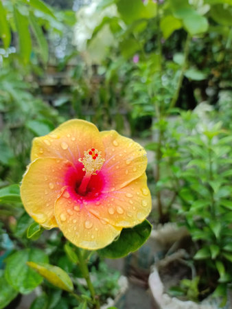 Yellow hibiscus flower with rain drops on petals.の写真素材